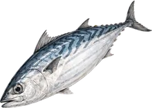 かつお(100g)